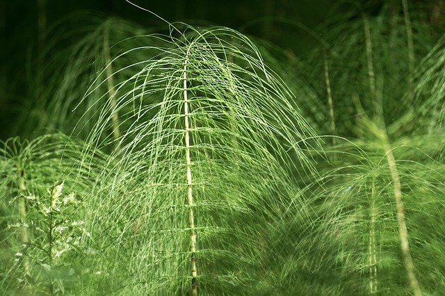 horsetail