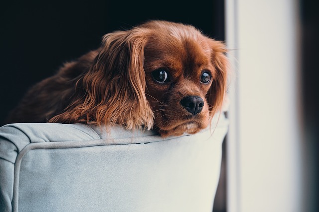 doge